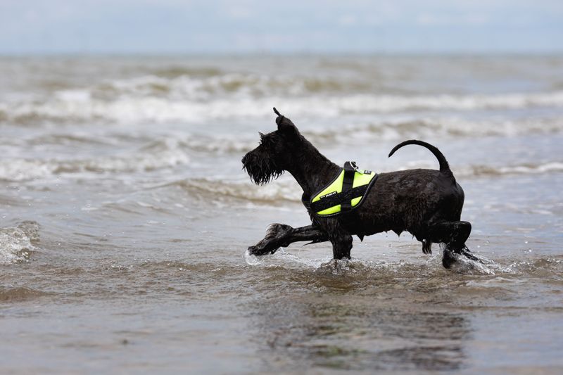 Some dog breeds look impressive - These companions prove themselves in ordinary life 10 Giant Schnauzer