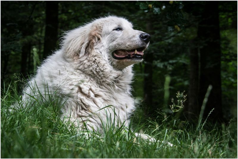 Kuvasz