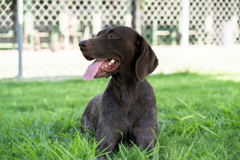 German Shorthaired Pointer