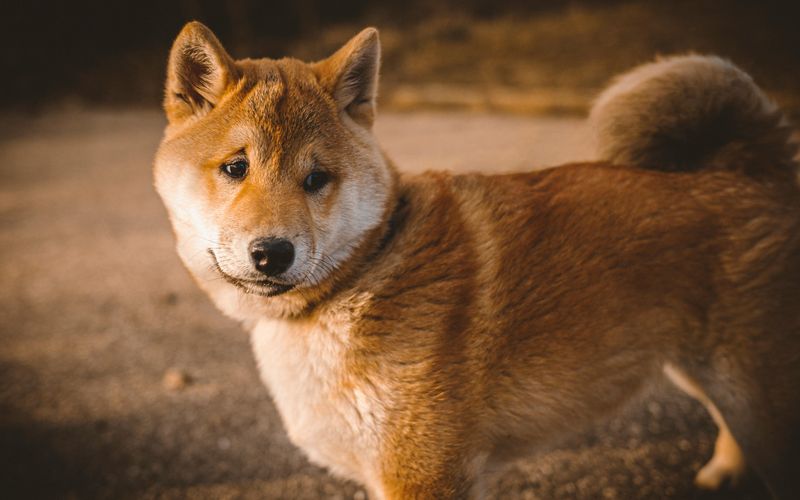 13 hilariously judgmental dogs that somehow make disappointment look personal 2 Shiba Inu
