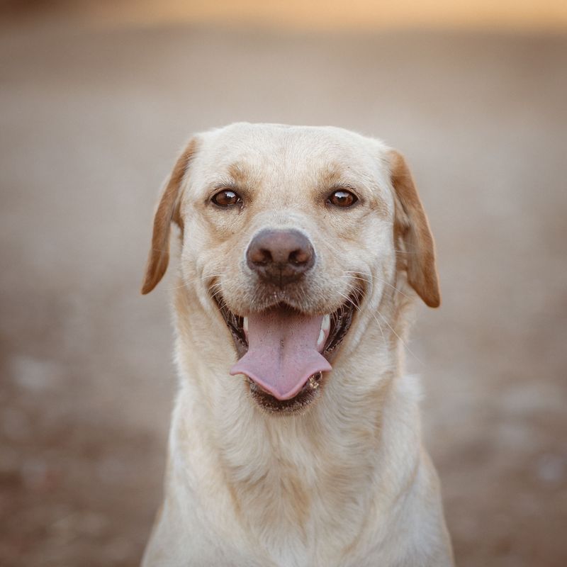 Labrador Retriever: Friendly Snack Hunter