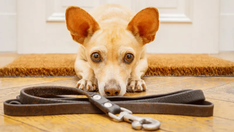 10 painful mistakes dogs never fully understand but deeply feel 2 Being abandoned suddenly