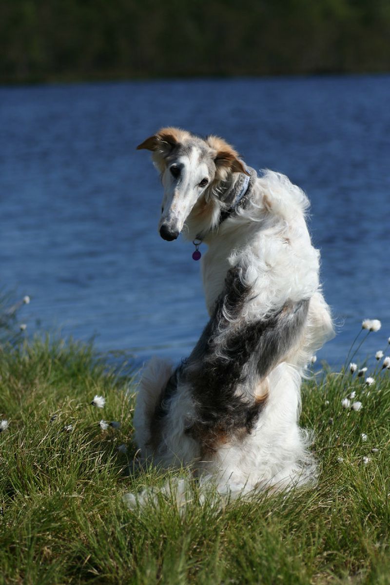 12 dog breeds that don't need to announce every discovery - and may be watching more than you realize 7 Borzoi