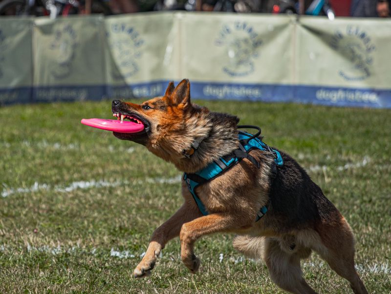 Behind the imposing appearance of these dog breeds is serious working-dog athleticism 4 German Shepherd: The All-Purpose Athlete
