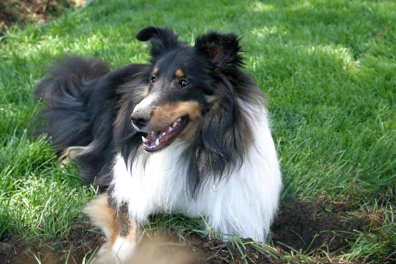 A well-planned routine helps these dog breeds flourish indoors 9 Shetland Sheepdog