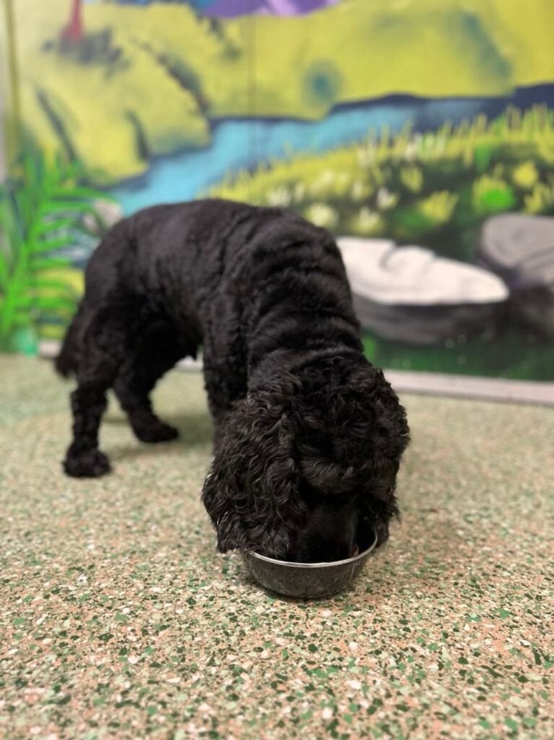 Weather aware feeding