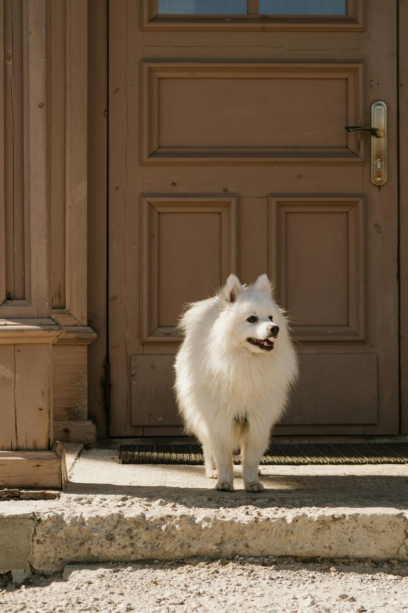 American Eskimo Dog