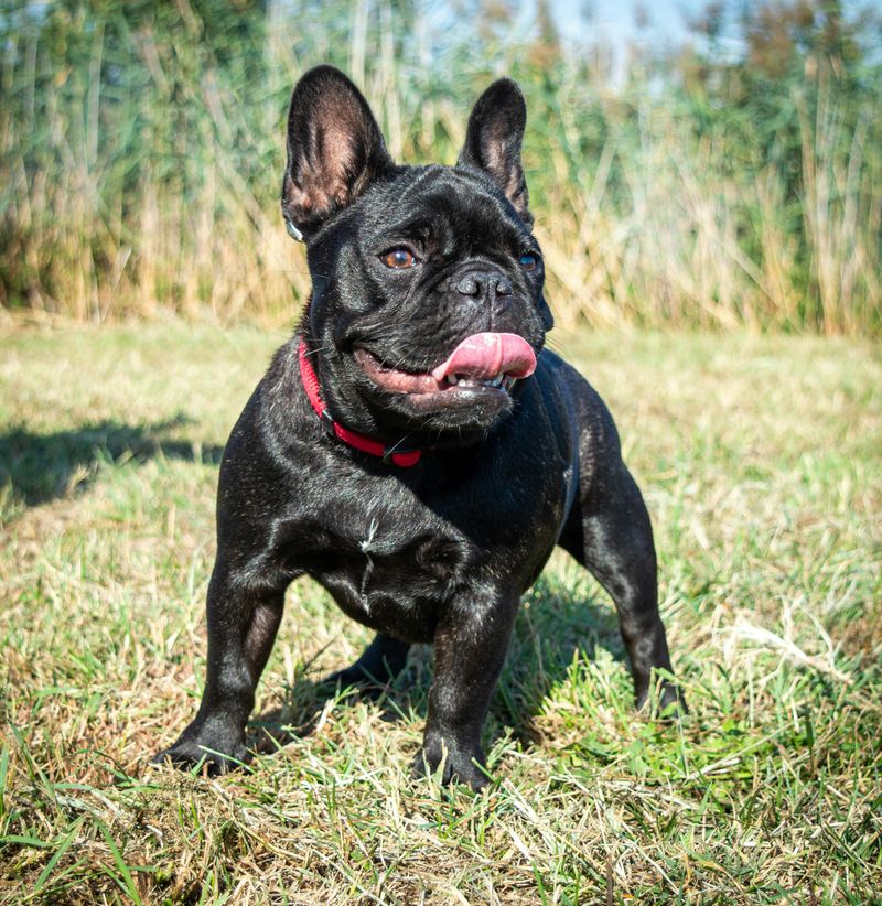 18 Best Companion Dog Breeds for People Who Live Alone 8 French Bulldog
