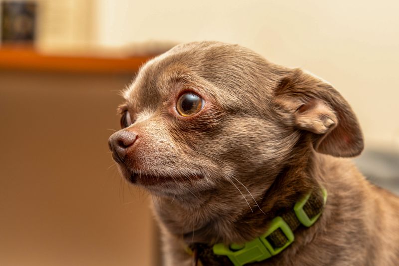 Chihuahua - Pocket queen with laser glance