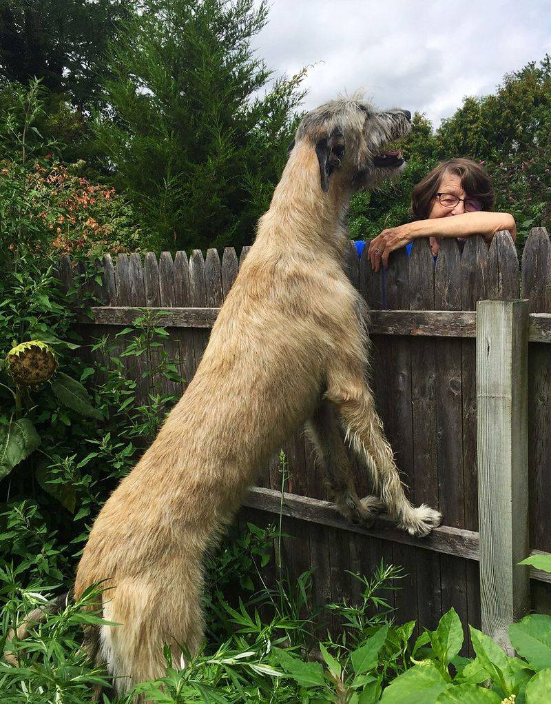 The biggest surprises about giant dog breeds usually happen after adoption 5 Irish Wolfhound