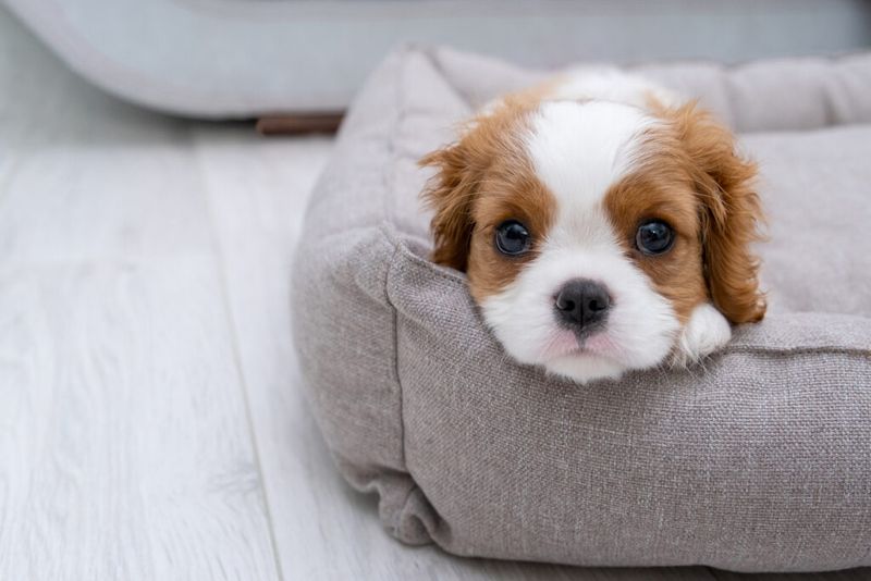 12 dog breeds that shut down in chaotic environments 7 Cavalier King Charles Spaniel