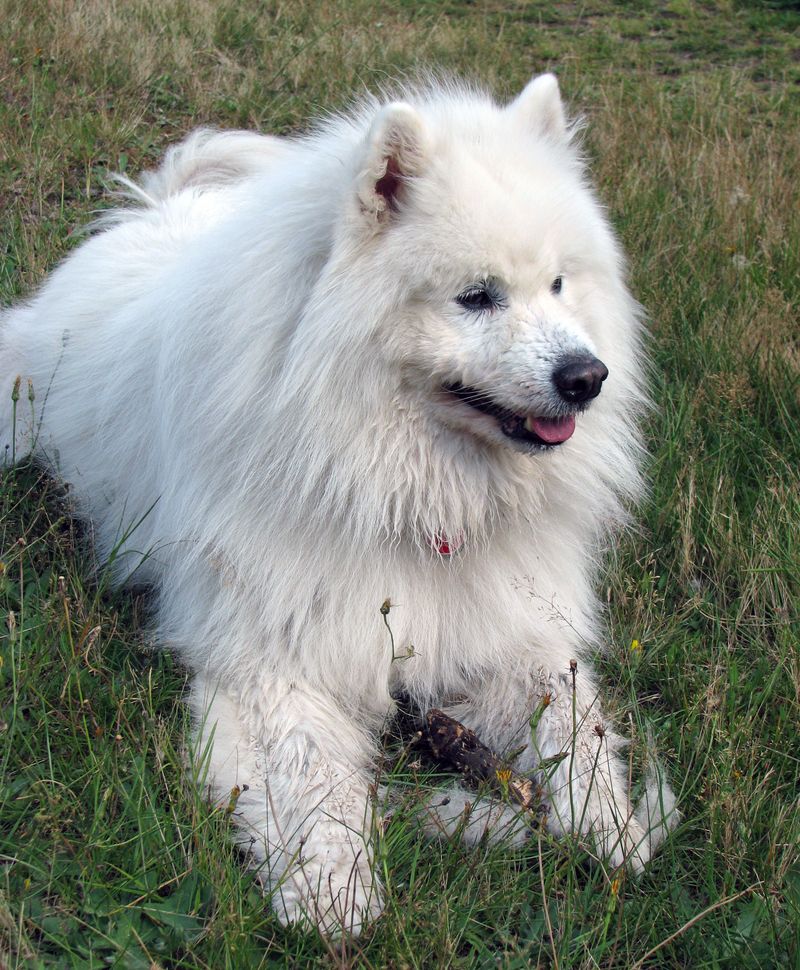 If you want more time enjoying your dog than trying to keep up with it, these breeds are worth exploring 8 Keeshond
