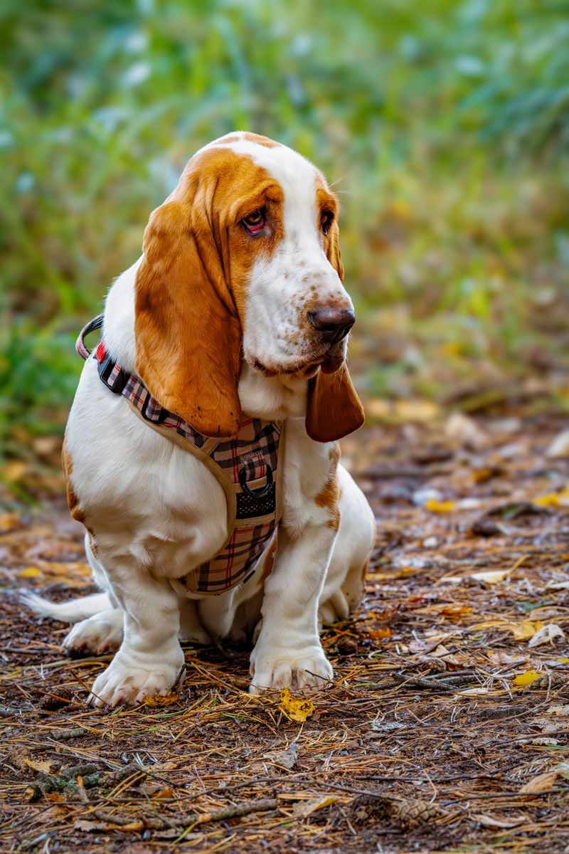 Think your dog is distracted on walks? Their nose may be telling them far more than you realize 6 Basset Hound - the low-slung librarian