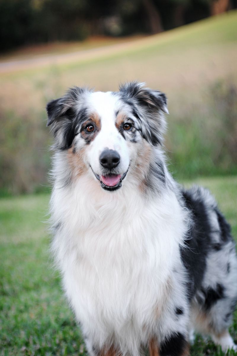 These 13 dog breeds stay loyal long after the bond is formed - plus 2 owners never forget 11 Australian Shepherd