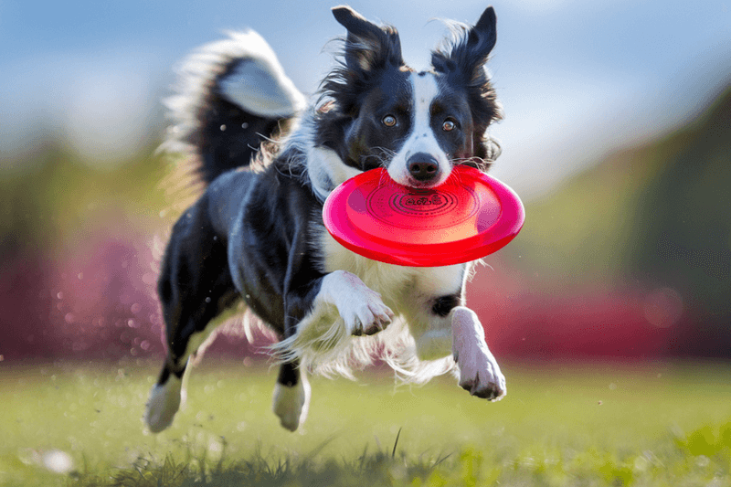 These 11 feeding habits quietly damage your dog's digestion over time 6 Feeding immediately before or after intense exercise
