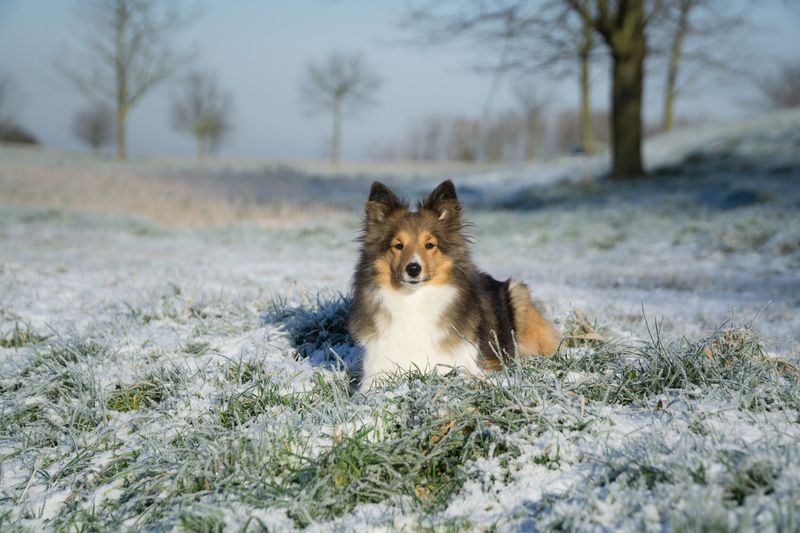 Love shepherd dogs? These breeds include a few you may never have encountered 5 Shetland Sheepdog
