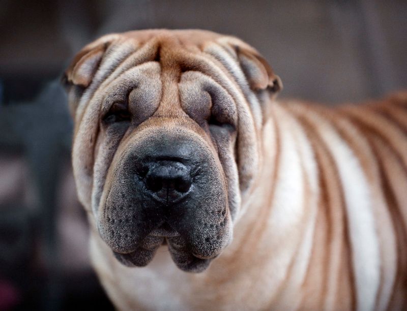 Aggression rarely appears from nowhere - these dog breeds can be especially challenging when signals are missed 8 Shar-Pei