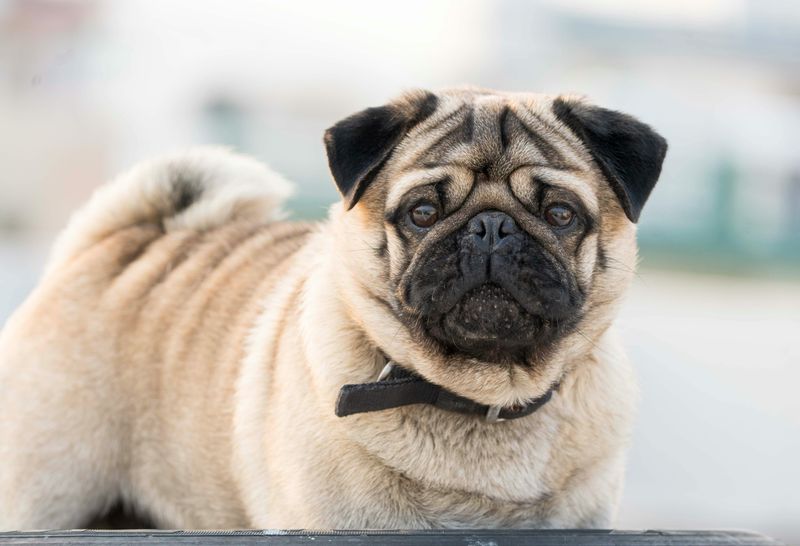 The “Dog-Friendly Patios Are Out Of Control” Argument Is Trending - 15 Breeds Most Mentioned in Restaurant Rants 4 Pug
