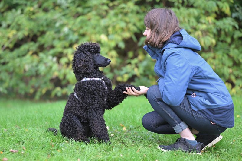 Give these dog breeds clear expectations and watch how quickly chaos can turn into cooperation 8 Standard Poodle