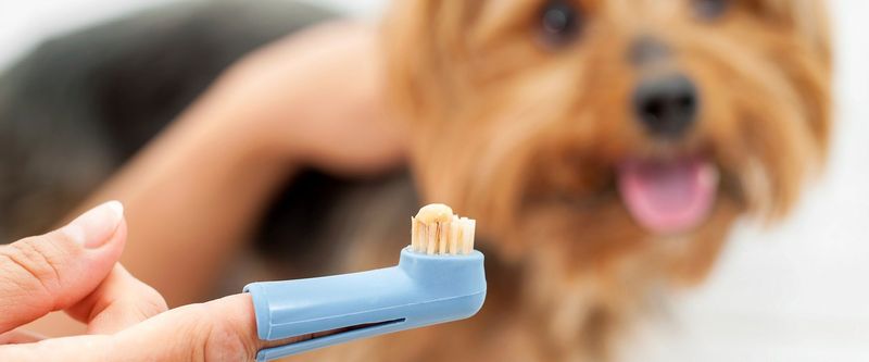 11 Changes Vets Say You Should Never Ignore in Your Dog 12 Bad Breath or Drooling