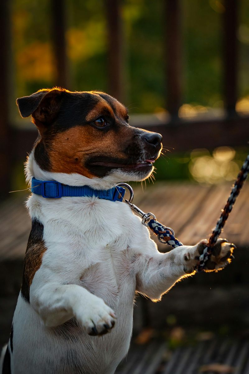 Jack Russell Terrier