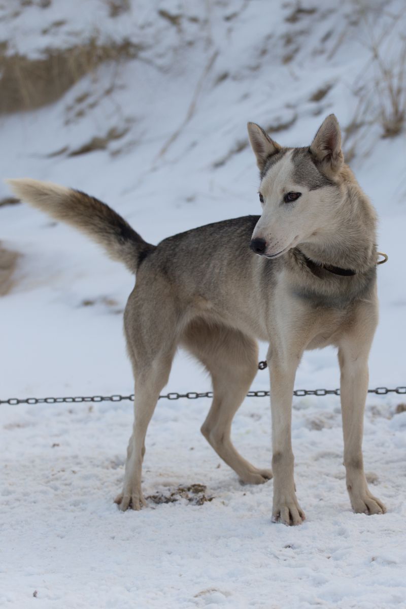 You set the house rules - until one of these 9 dog breeds decides they're negotiable 8 Siberian Husky