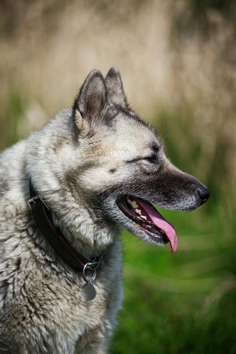 Norwegian Elkhound