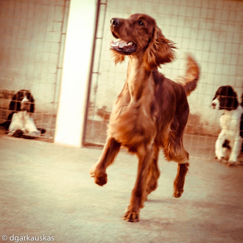 Some dog breeds don't hide what they're feeling - and owners appreciate them for it 11 Irish Setter