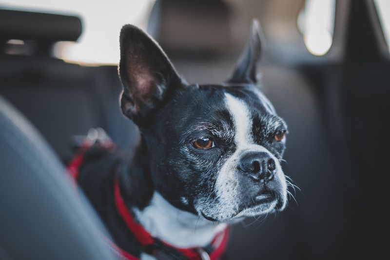 Some dog breeds don't need a perfect routine - they simply adapt and move forward 7 Boston Terrier