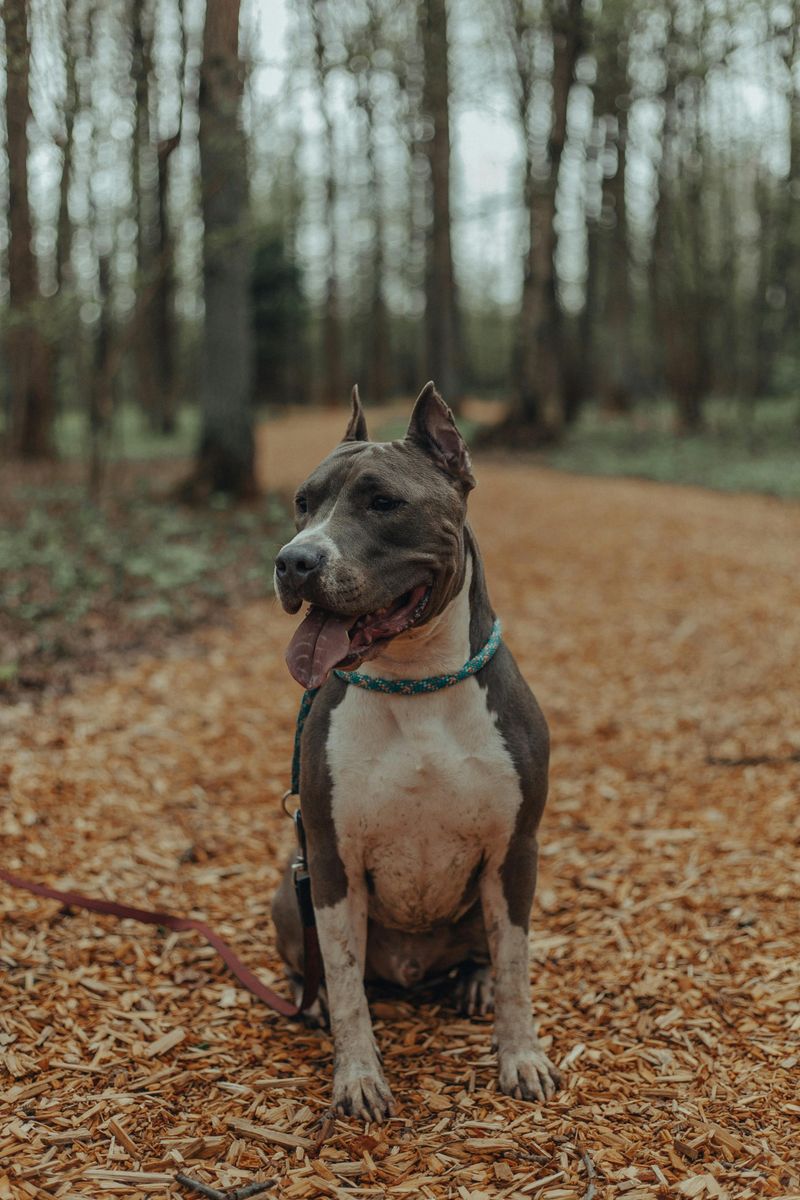 Stop Trusting “Tail Wagging” - 10 Breeds People Misread in Viral Body-Language Posts 5 American Staffordshire Terrier
