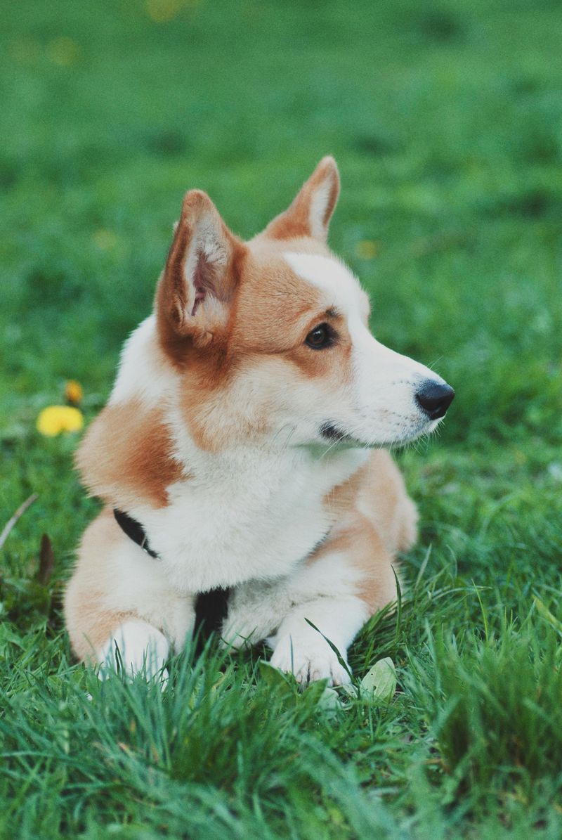 Corgi