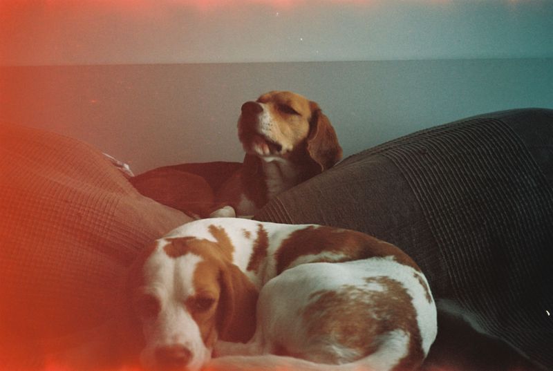 Some dogs handle changing indoor temperatures better than others - Coat and body type can matter 3 Beagle