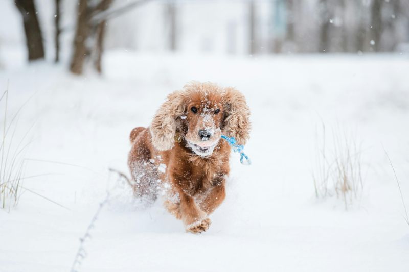 20 dog breeds that react the moment they think something is about to happen 16 Cocker Spaniel