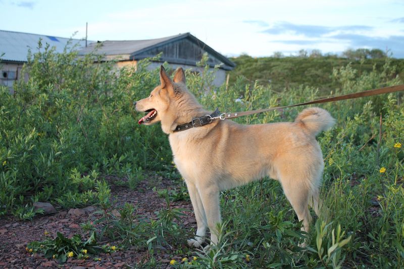 15 dog breeds that look like they belong in a foggy village by the sea 2 Norwegian Buhund