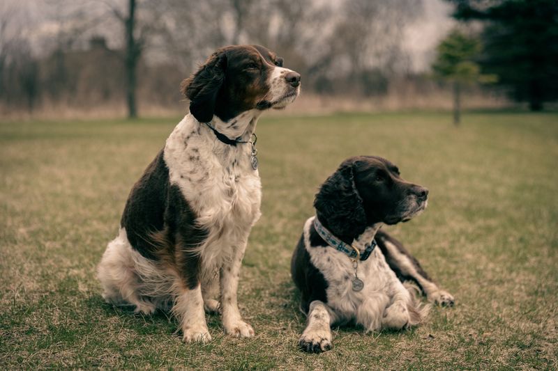 English Springer Spaniel