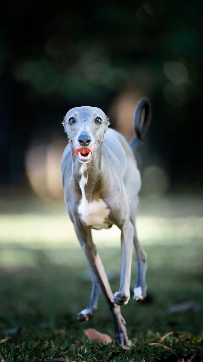 15 breeds that are shockingly fast when they decide to move 11 Italian Greyhound