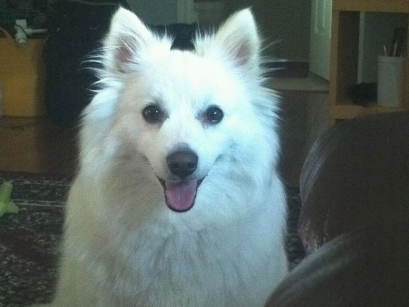 27 Dog Breeds Known for Their Adaptability to Different Lifestyles 26 American Eskimo Dog