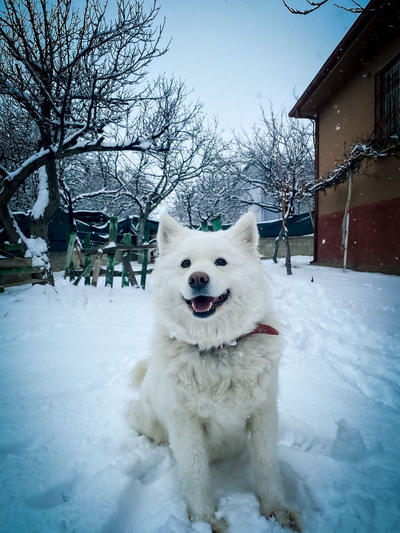 Getting a great photo can feel almost effortless with these naturally camera-friendly dogs 4 Samoyed - the living smile
