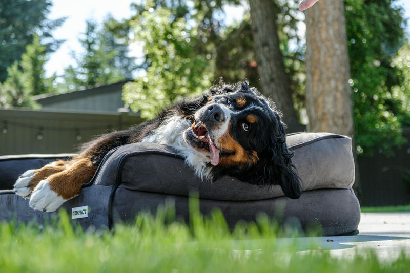 Bernese Mountain Dog