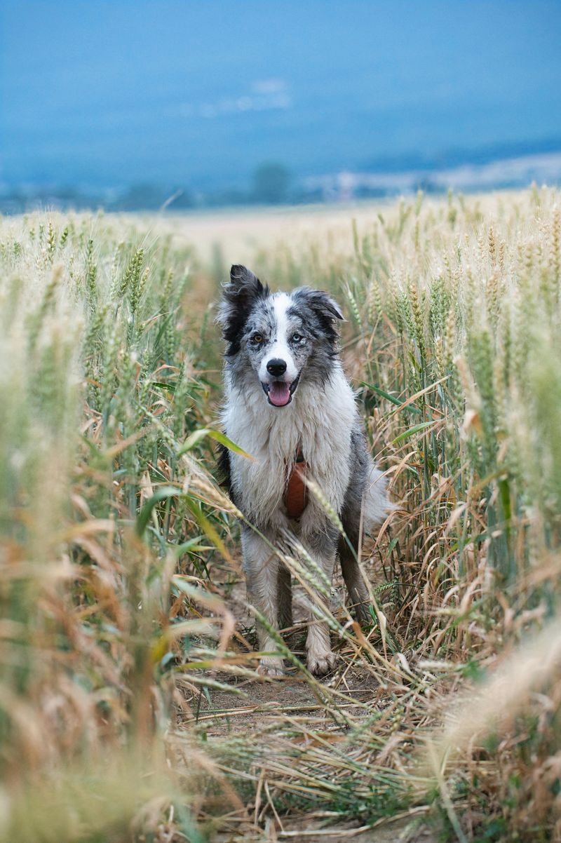 10 dog breeds Golden Retrievers seem to bond with better than almost anyone else 11 Collie