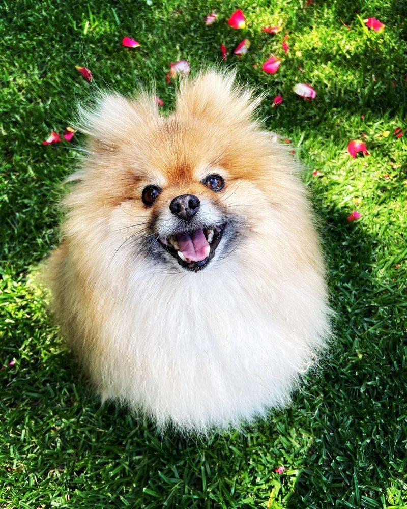 Pomeranian: A Fluffball With Opinions
