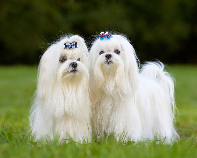 Maltese