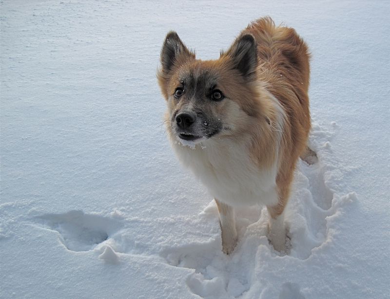 13 pointy-eared dog breeds that turn simple looks into serious charm 5 Icelandic Sheepdog