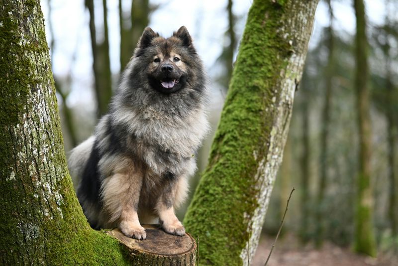 Eurasier