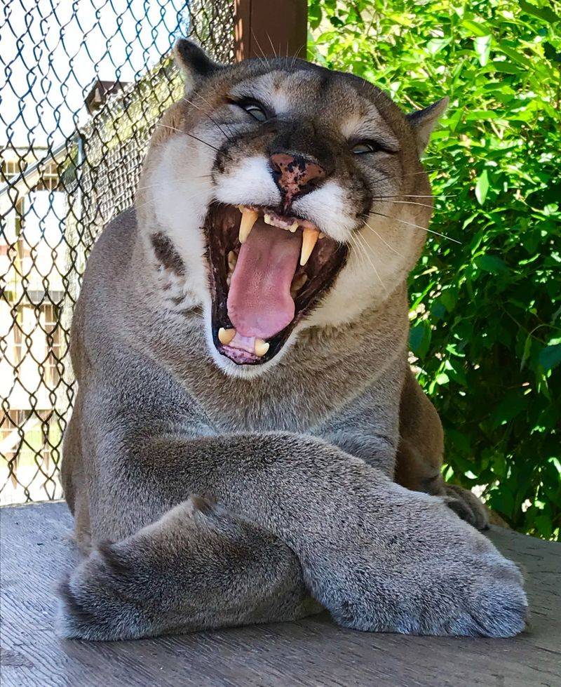 Bears, Big Cats, and a Talkative Cougar