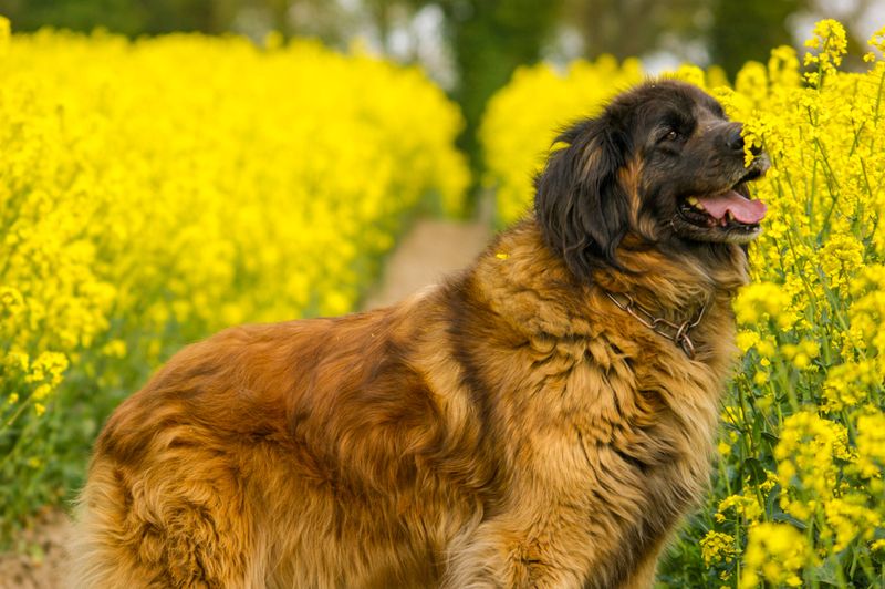 A calm first response is one of the qualities owners appreciate most about these companions 2 Leonberger