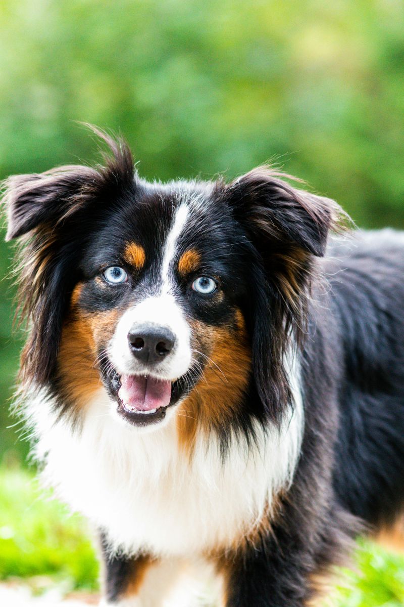 Australian Shepherd