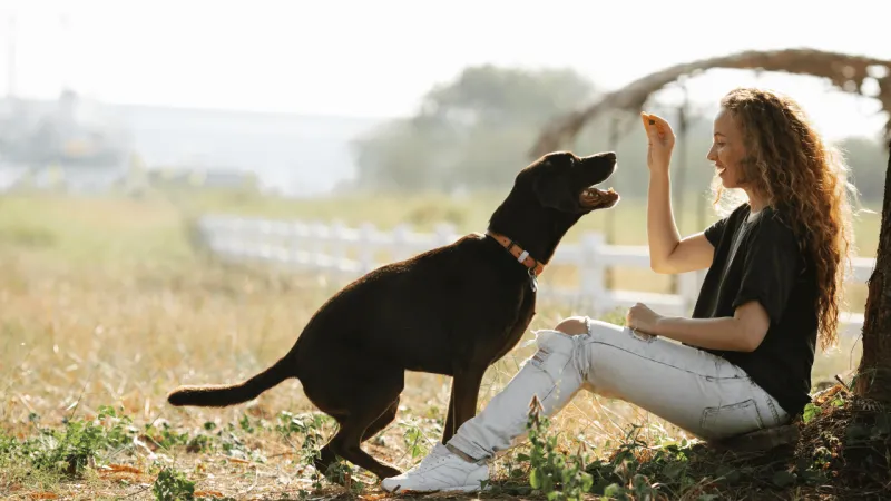 11 subtle signs your dog is deeply loyal - and 2 that have nothing to do with following you around 5 Responds readily when you call