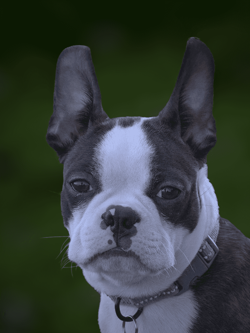 If big life changes are ahead, these dog breeds often handle the transition beautifully 7 Boston Terrier