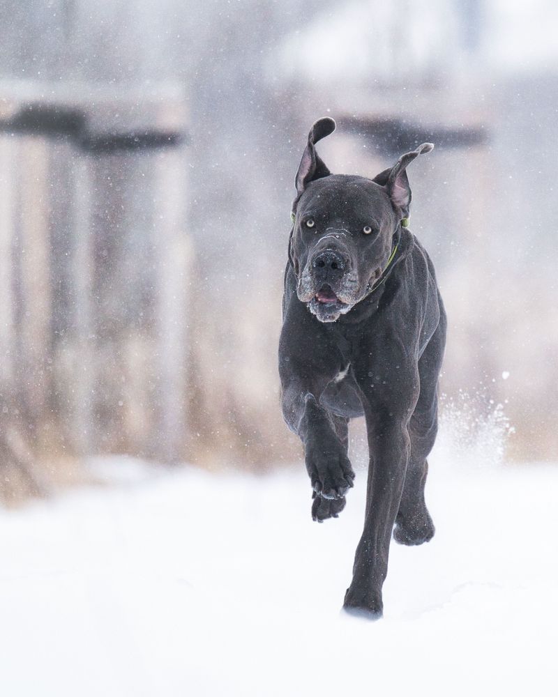 These dog breeds often become exceptional learners once owners stop rushing the process 7 Cane Corso